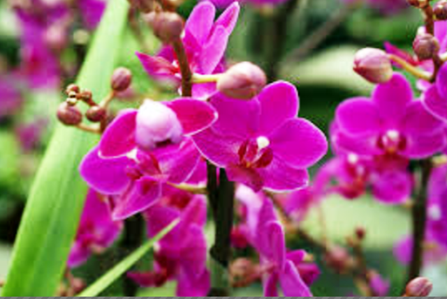 Orchids.png