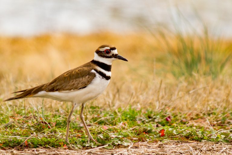 2-19-18_KillDeer-29.jpg