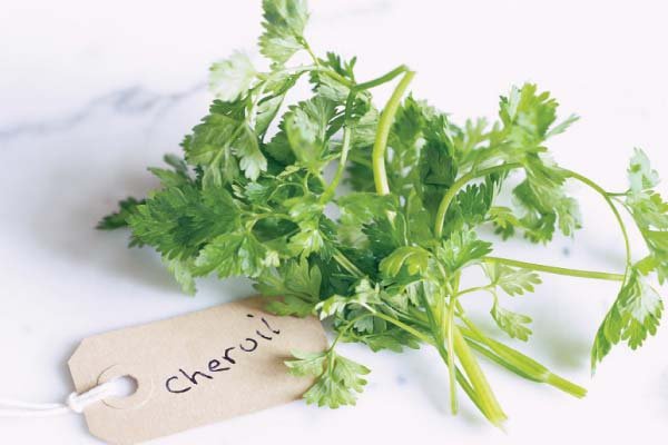 herbs chervil motherearthliving.jpg