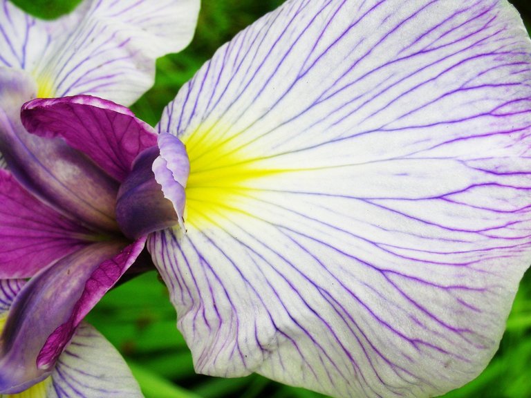 Purple Iris 3.JPG