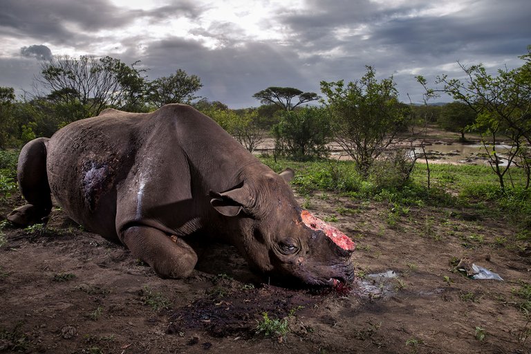 01-wildlife-photographer-Memorial-to-a-species-Brent-Stirton---Wildlife-Photographer-of-the-Year.jpg