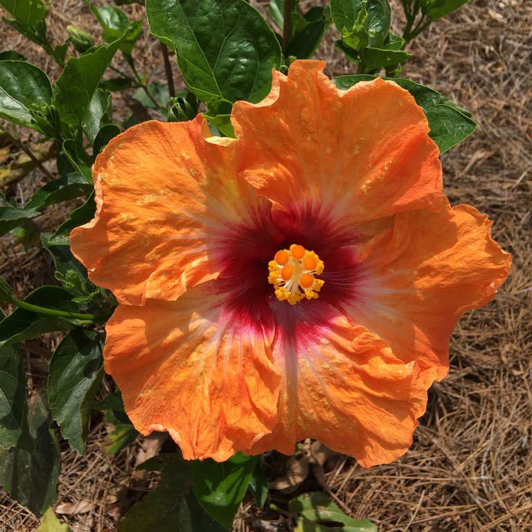 Hibiscus front Yard.jpg