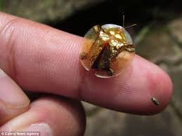 Goldbug img.jpg