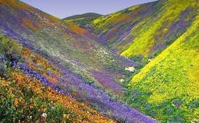 israel-desert-flowers.jpg