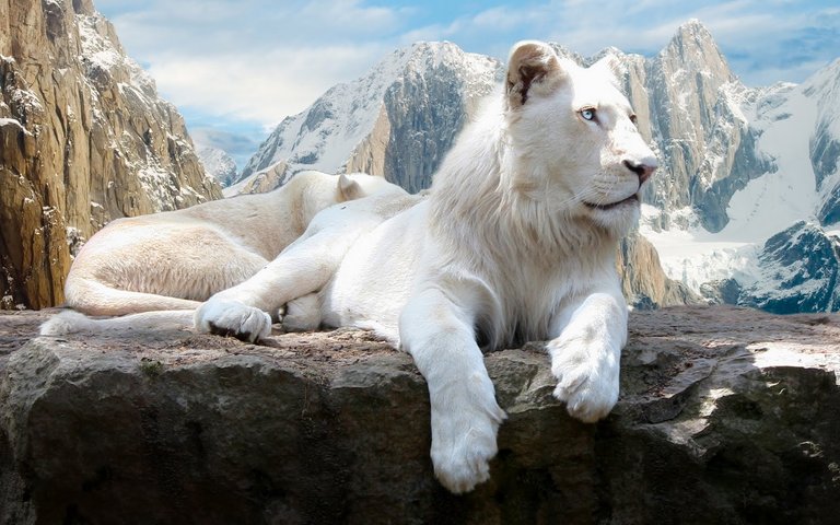 white lions.jpg