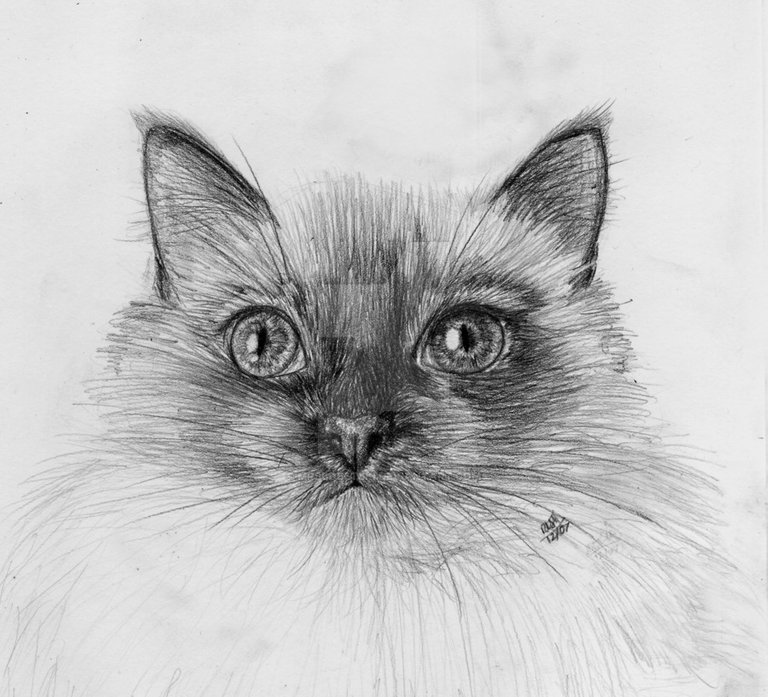 cat_face_sketch_by_mrsbobetski-d17xf51.jpg
