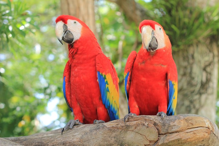 parrot-2708091_1280.jpg