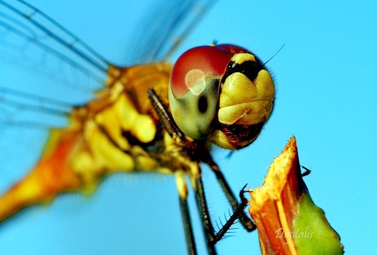 DSC_1503.JPG