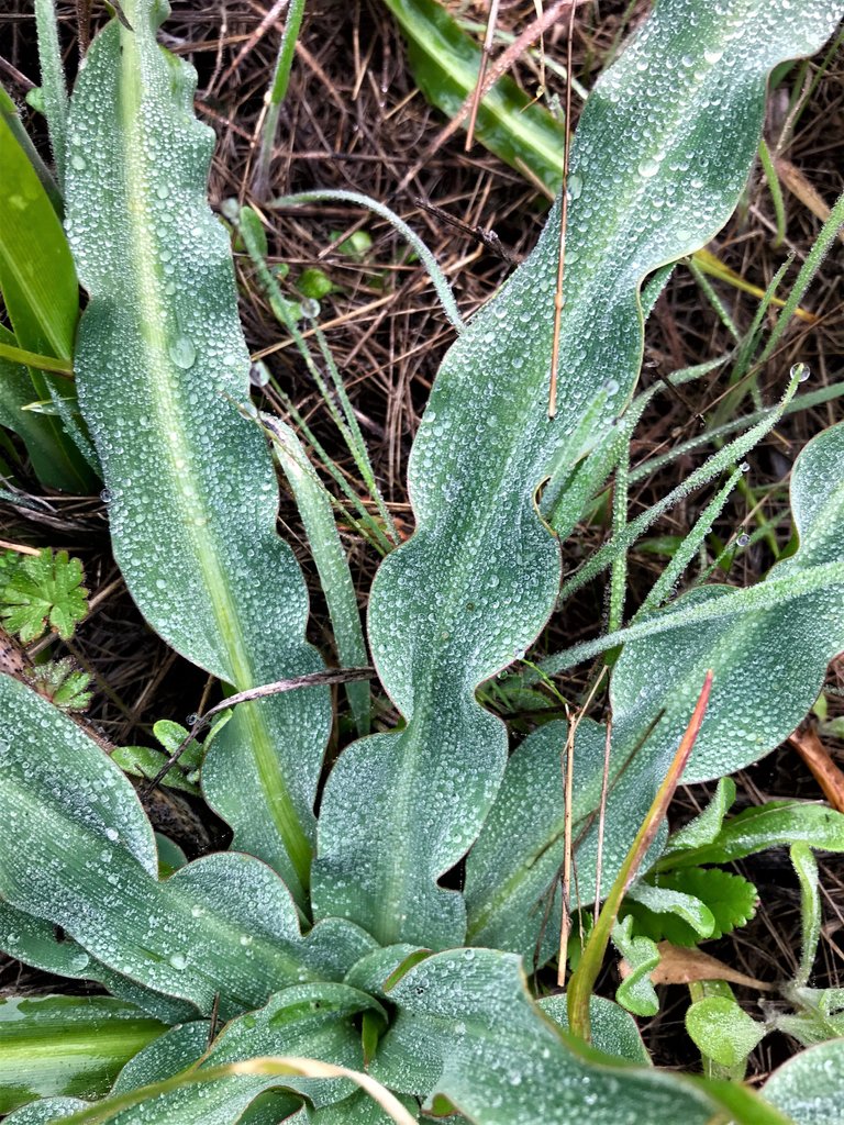 Dewy, wavy deliciousness-color.jpg