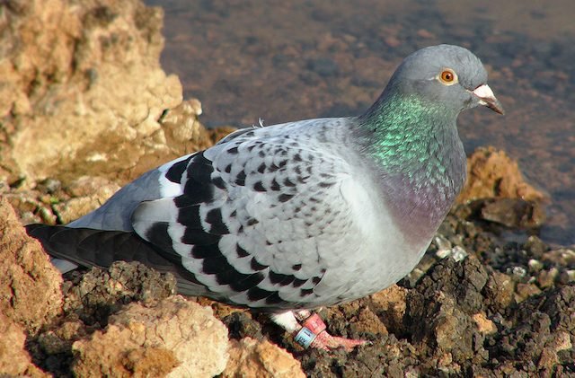 pigeon-640x421.jpg