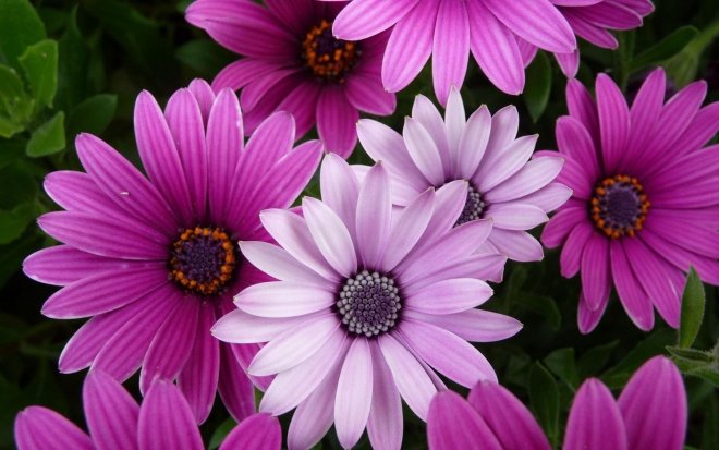 17-flower-wallpaper.preview.jpg