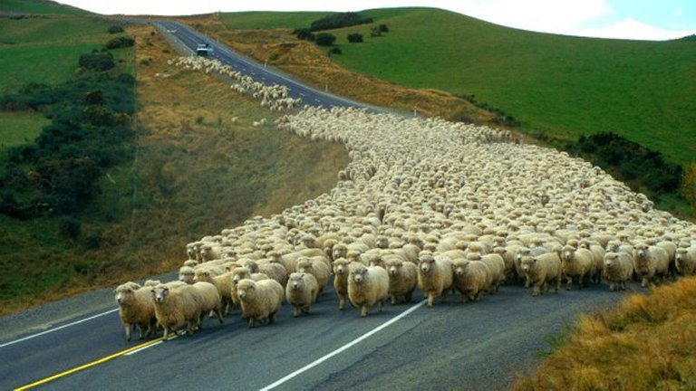 sheep.jpg