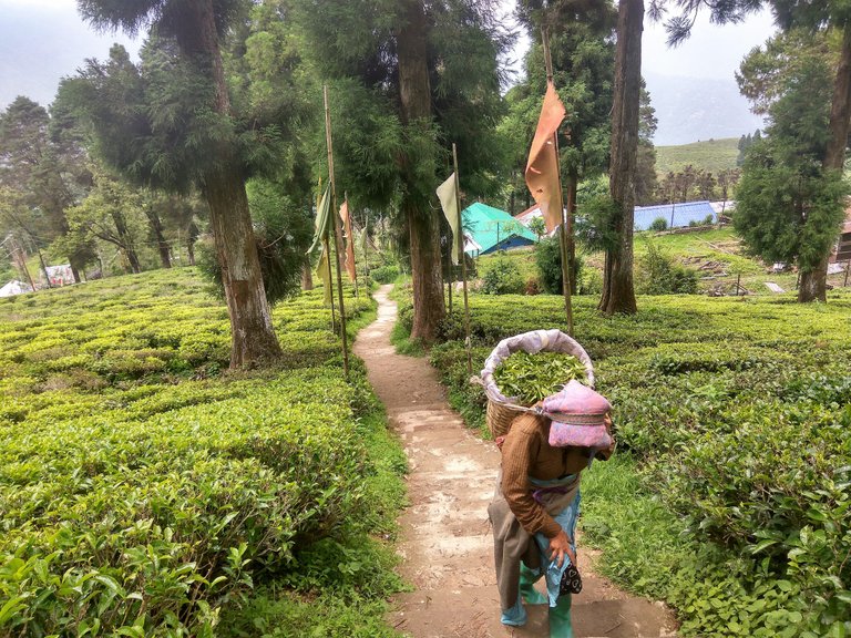 tea garden workers5.jpg