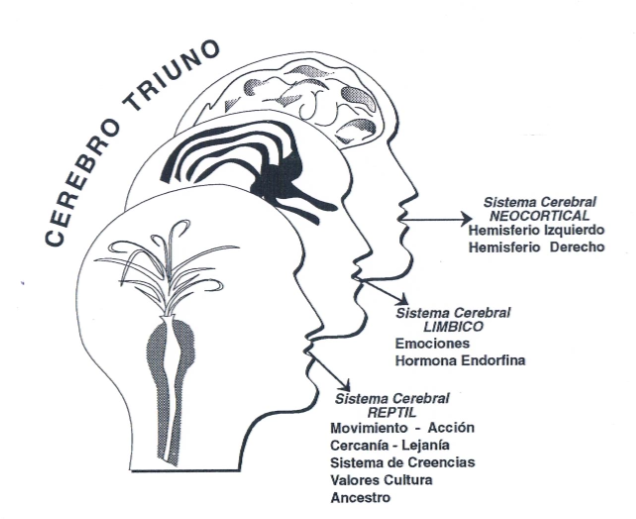 cerebro1.png