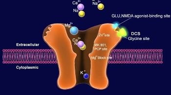 nmda-dcs-receptor_142996_2.jpg