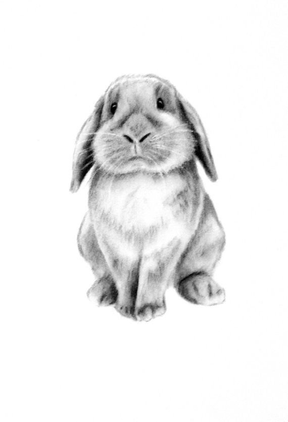 drawn-rabbit-sketch-4.jpg