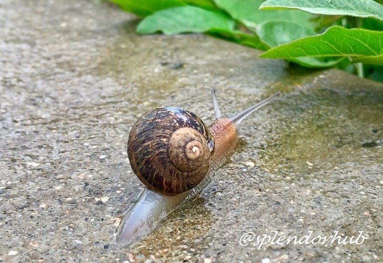 snail 4 @splendorhub.JPG