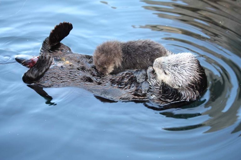 seaotter.jpg