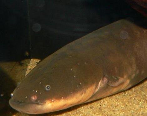 electric_eel2.jpg