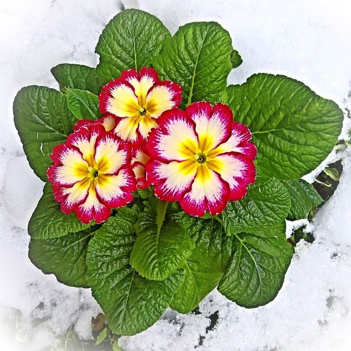 Primrose-Primula-In-The-Snow-Plant-Cowslip-1986580.jpg