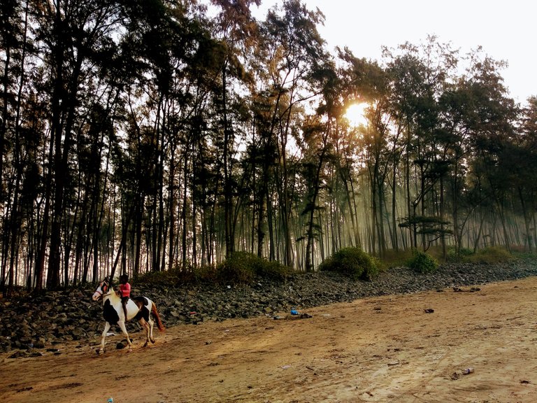 Sunshine Trees - Photo Credits: Chetan Naik