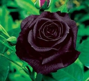 322f00e427acbc223cf197d3e899f68e--black-roses-black-flowers.jpg