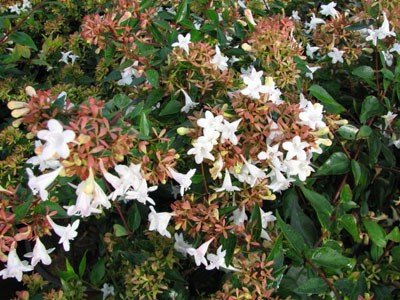 abelia-grandiflora-semperflorens.jpg