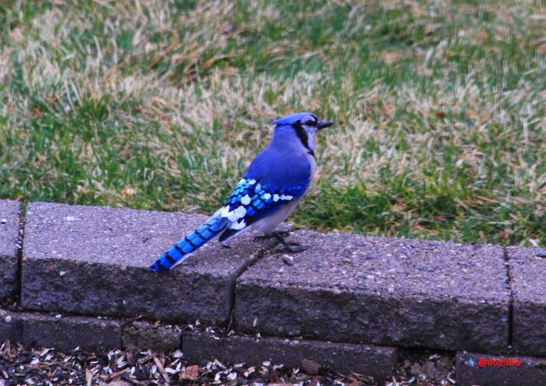 Blue Jay PFW20-25-0045.JPG