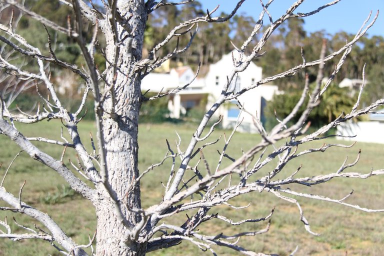 Tree and house.jpg