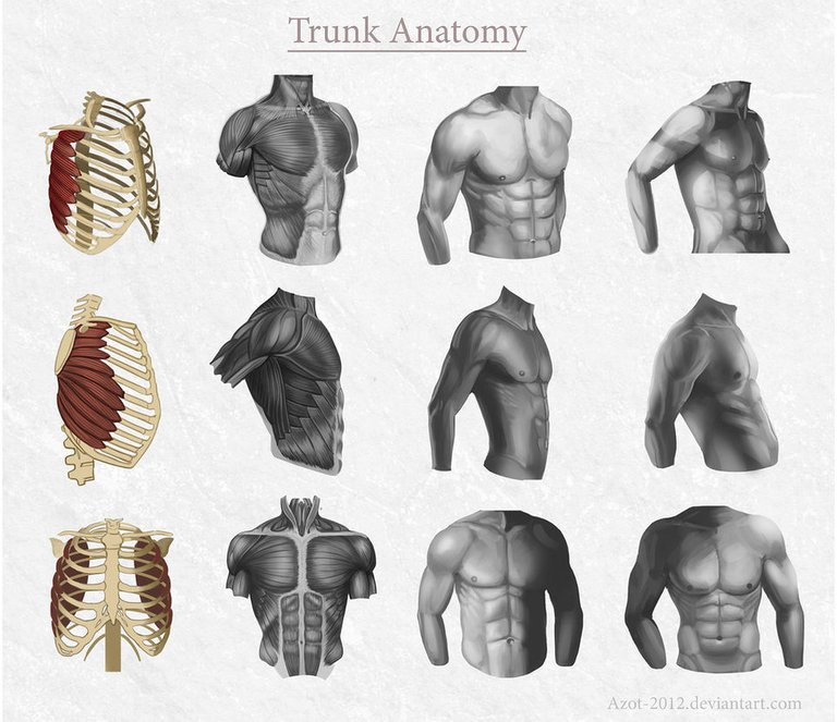 trunk_anatomy_by_azot_2012-d5rmlkj.jpg