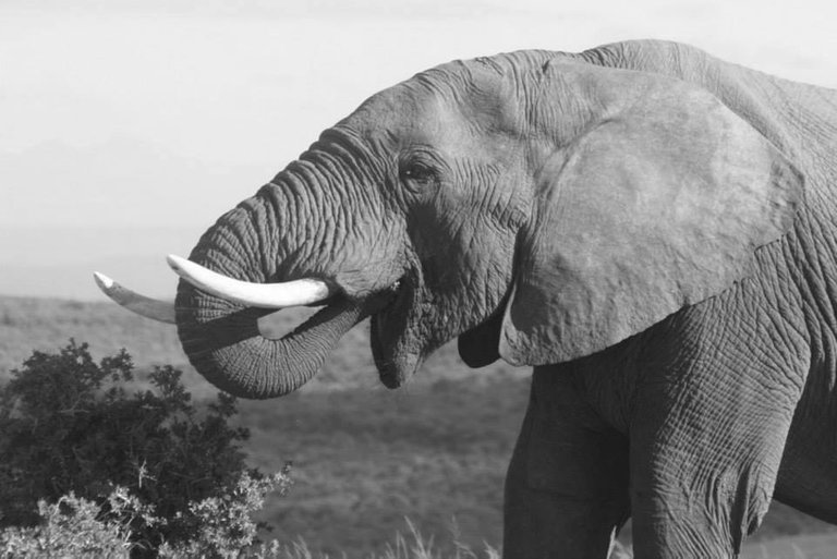 Elephant-001.jpg