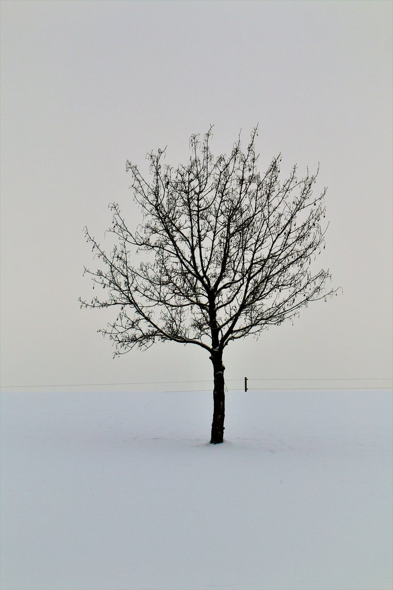 Baum im Winter1.jpg