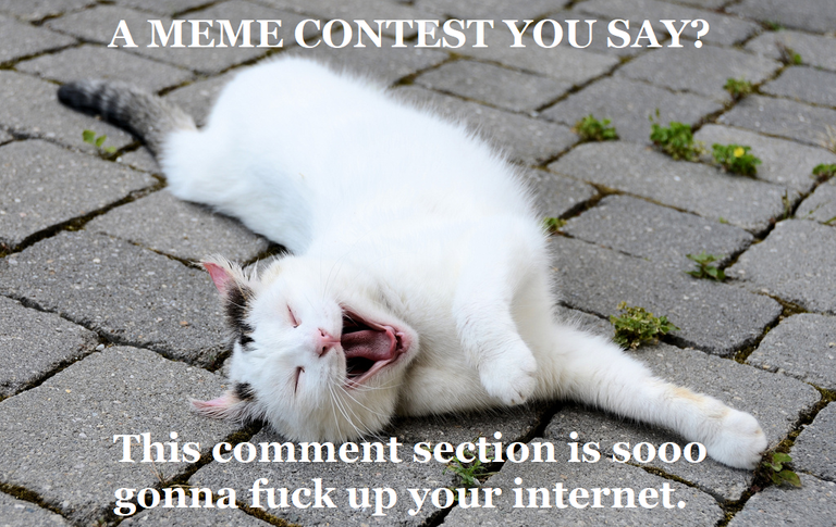 a meme contest you say.png