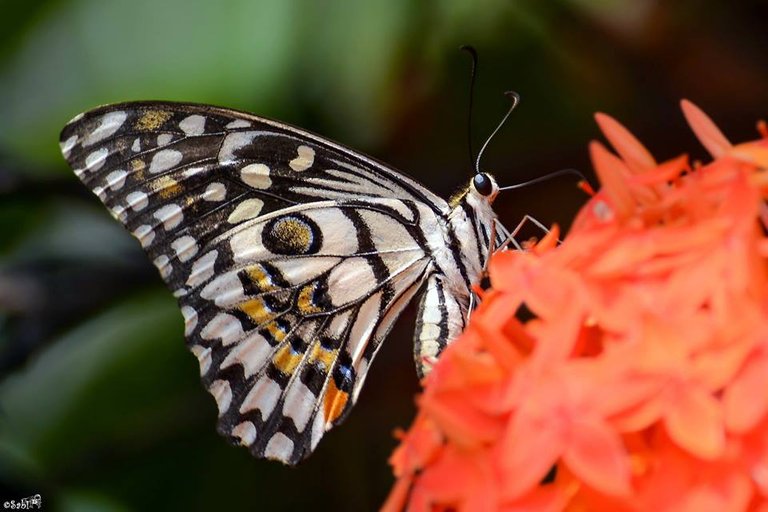 Common Lime Butterfly.jpg