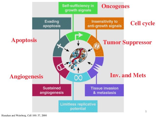 molecular-basis-of-cancer-5-638.jpg