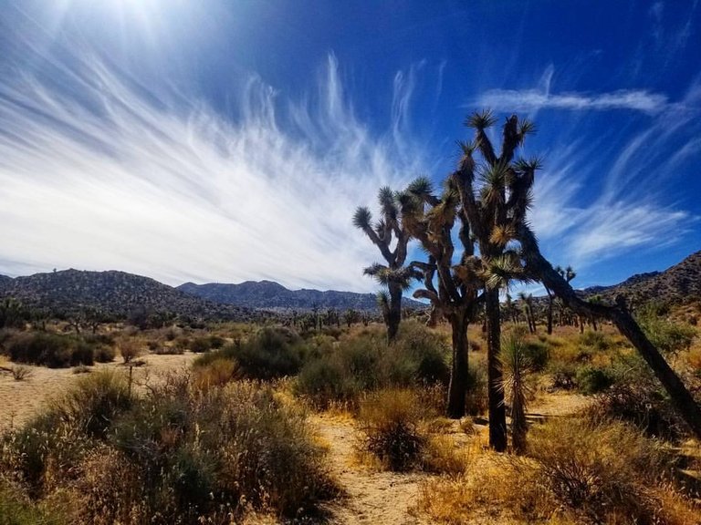 Joshua Tree.jpg