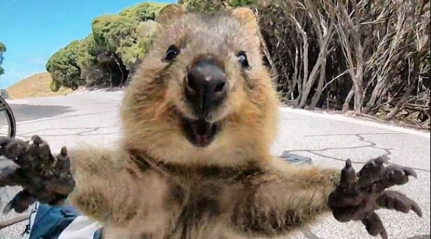 quokka.JPG