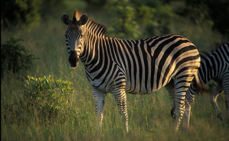 zebra1.png