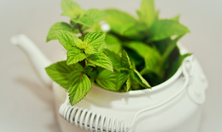 Medicinal-Plant-Medicinal-Herbs-Peppermint-Mint-2496355.jpg