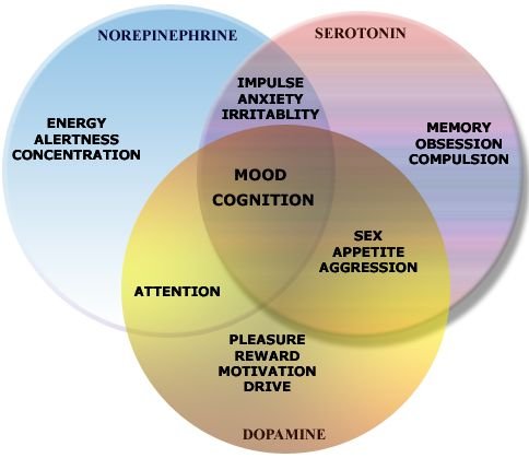 Neurotransmitters.jpg