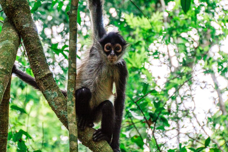 Tikal Peten Guatemala Spider Monkey