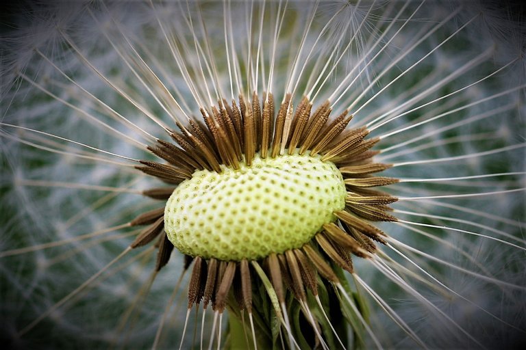 Pusteblume (2).jpg