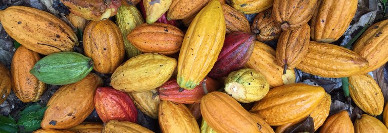 Cacao pods.jpg