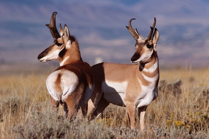 pronghornantelope1.jpg