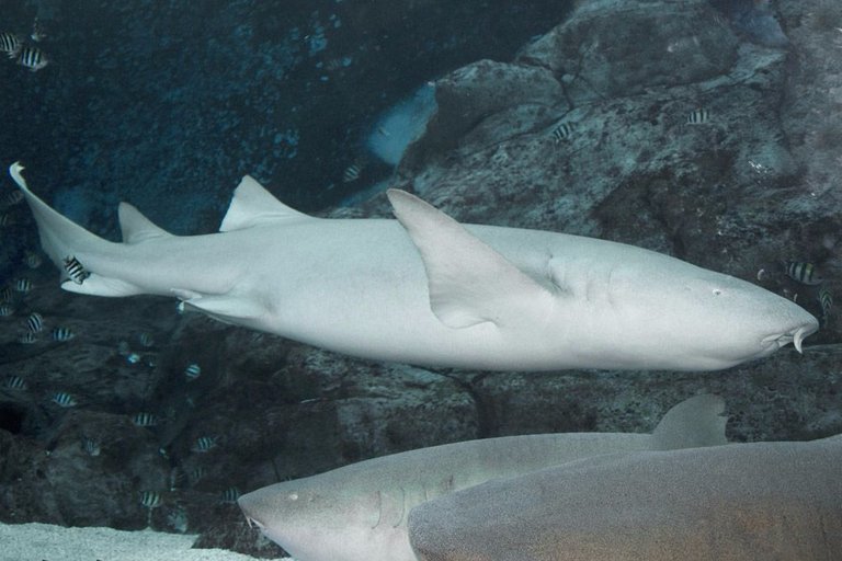 tawny-nurse-shark.jpg