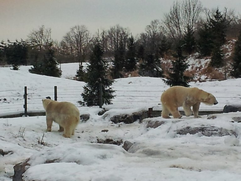 Canada zoo.jpg