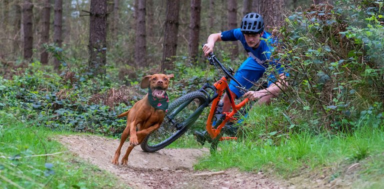 Ruby Trail Dogs.jpg