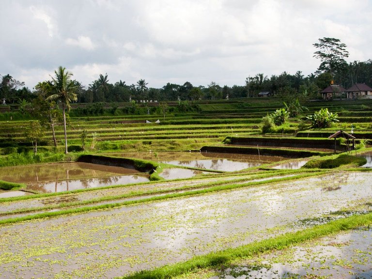 campuhan-ridge-walk-ubud-bali-indonesia-h-rice-fields-along-the-campuhan-ridge.jpg