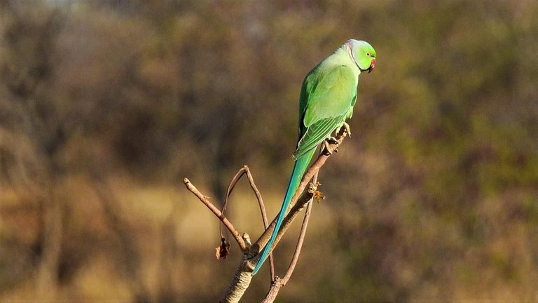 parrots six 3_1024x768.jpg