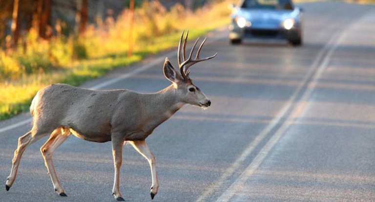 deer-crossing-road1.jpg